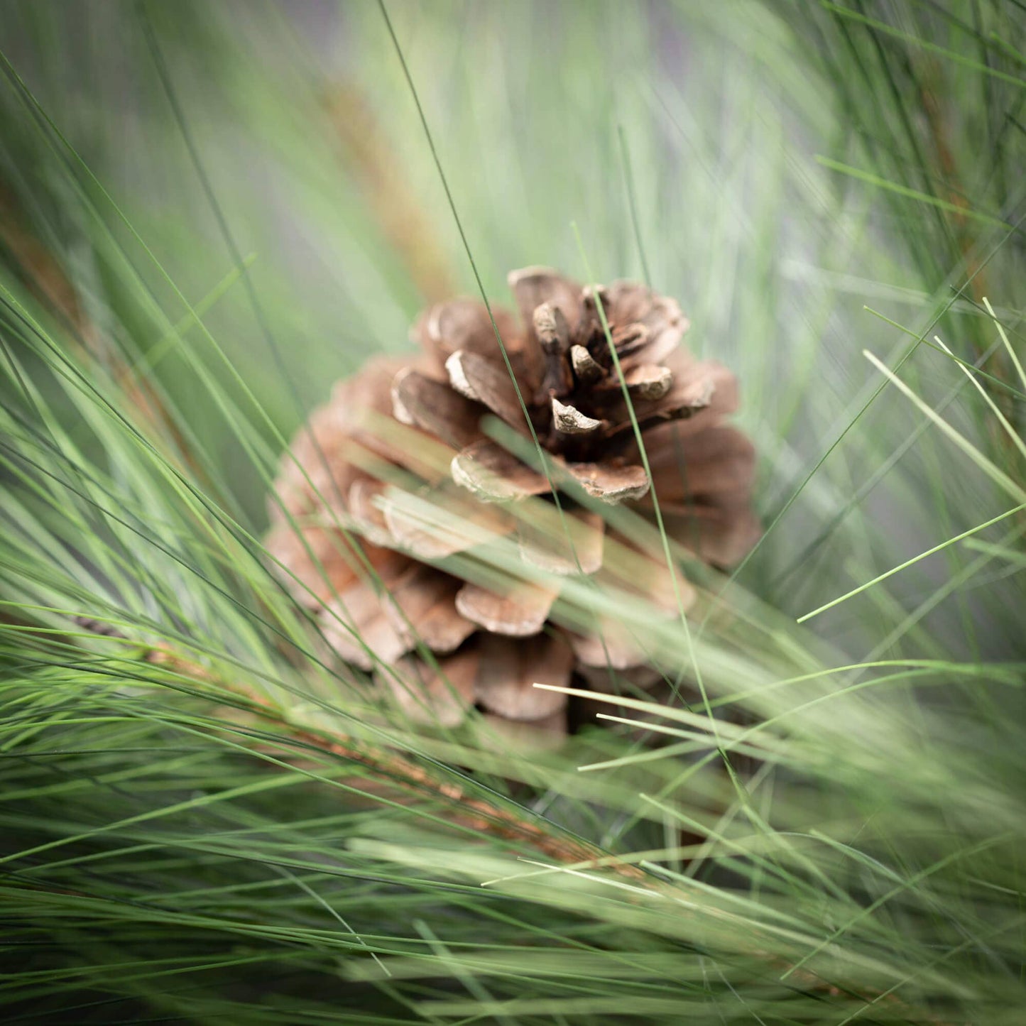 Sullivans Home Decor - LONG PINE & PINECONE SWAG